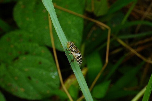 Photo une abeille est assise sur un brin d'herbe