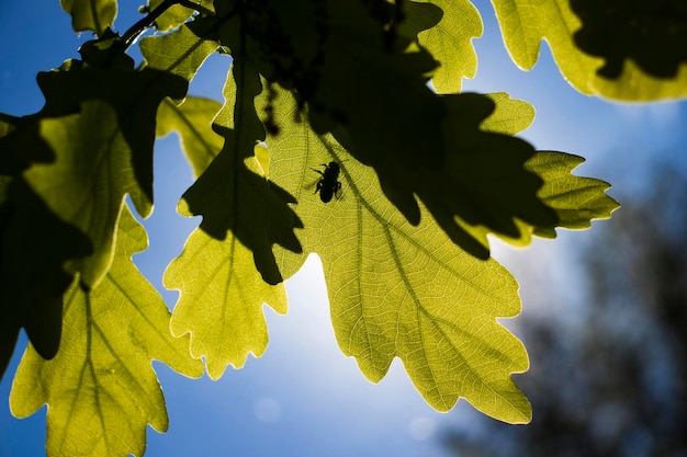 Une abeille est assise sur une feuille de chêne