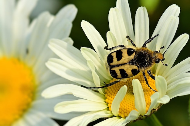 Une abeille est assise sur une fleur au centre blanc.