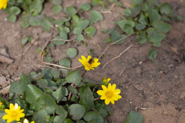 une abeille est assise sur des fleurs jaunes près du sol