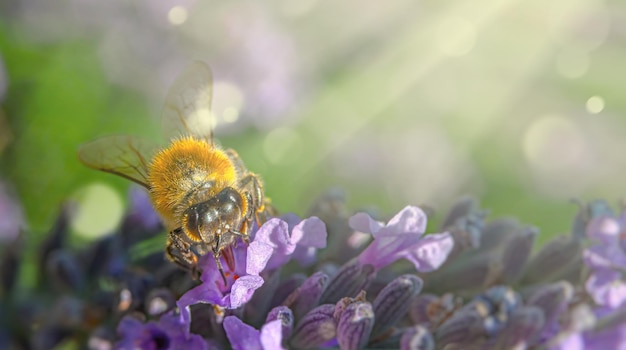 L'abeille est assise sur des fleurs roses et regarde dans le cadre Dans les rayons de lumière et de mise au point sélective de la poussière