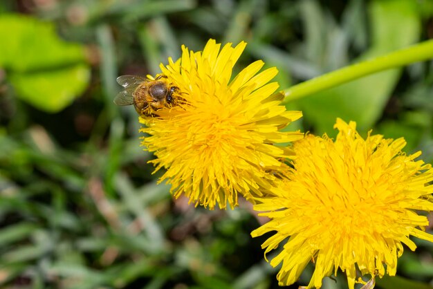 Une abeille est assise sur un pissenlit pissenlit un jour de printemps ensoleillé