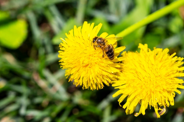 Une abeille est assise sur un pissenlit pissenlit un jour de printemps ensoleillé