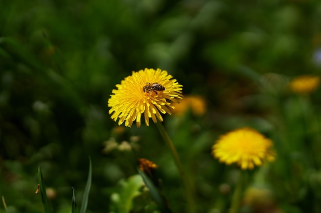 Une abeille est assise sur un pissenlit pissenlit un jour de printemps ensoleillé