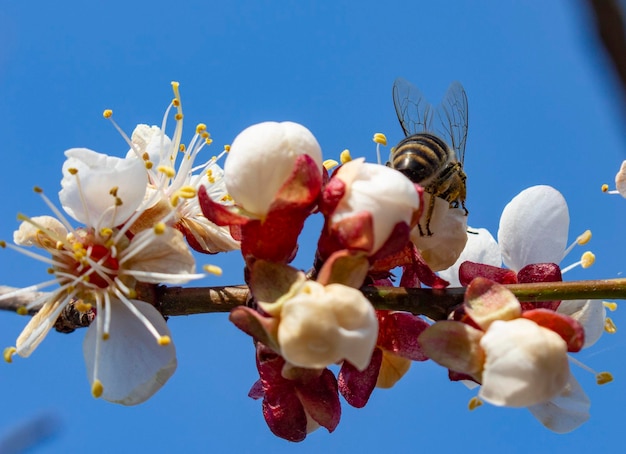 L'abeille est assise sur la pollinisation des fleurs d'abricot Abeille le livreur de l'agent pathogène monilia