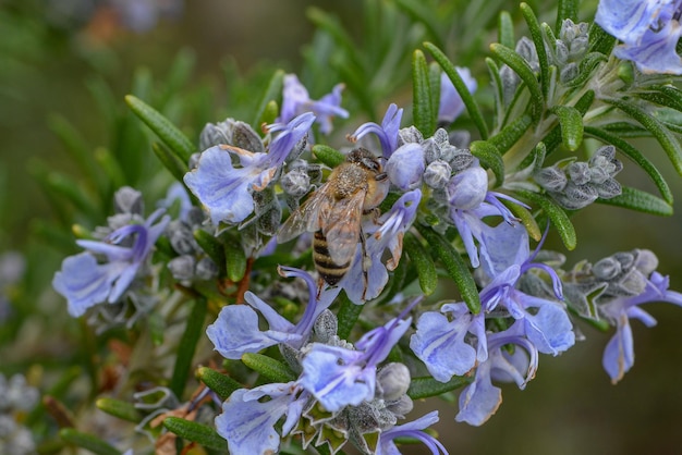 Une abeille est sur une fleur à fleurs bleues.