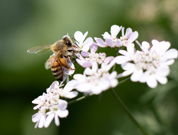 Une abeille est sur une fleur avec quelques fleurs violettes.