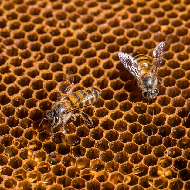 L'abeille Est Sur Le Nid D'abeille.