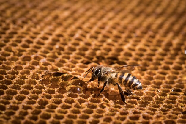 L&#39;abeille est sur le nid d&#39;abeille.