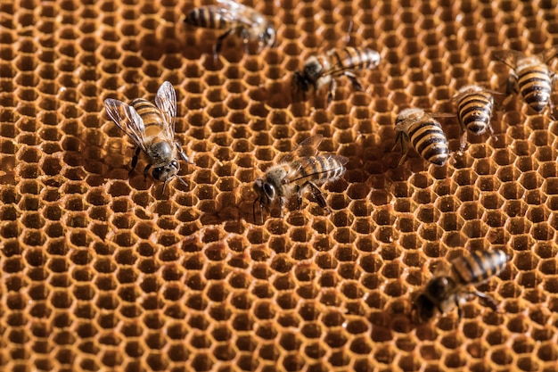 L&#39;abeille est sur le nid d&#39;abeille.