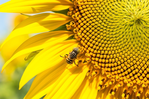 L'abeille européenne Apis Mellifera récolte le nectar d'un tournesol