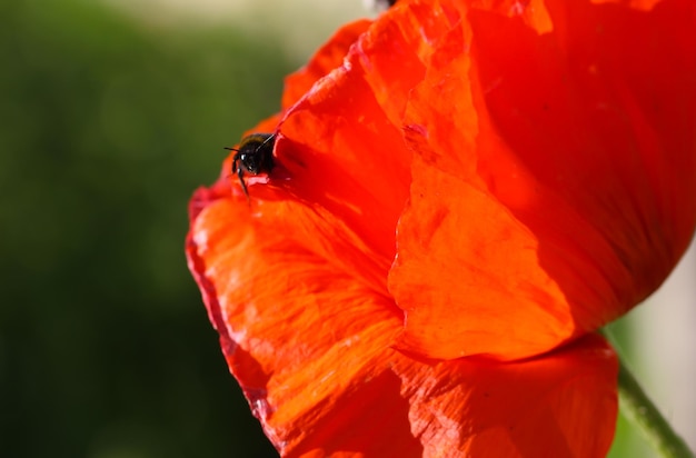 une abeille sur une feuille de pavot