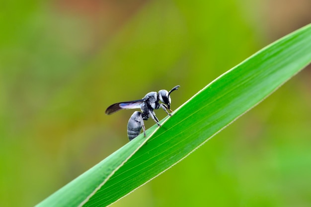 abeille sur une feuille