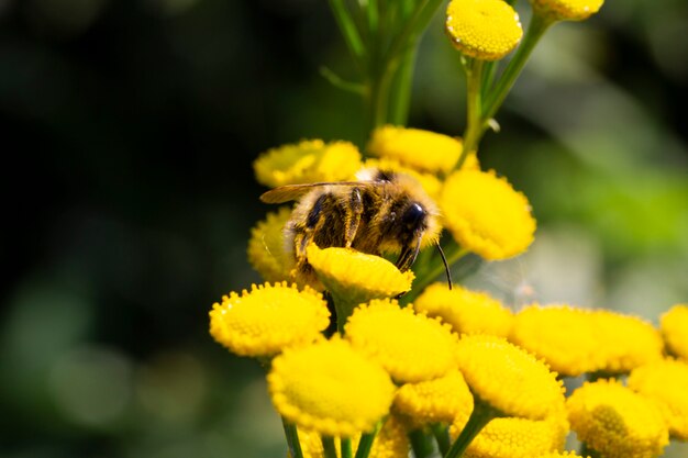 Abeille et fleur. Une abeille recueille le miel d'une fleur. Macrophotographie. Arrière-plans d'été et de printemps