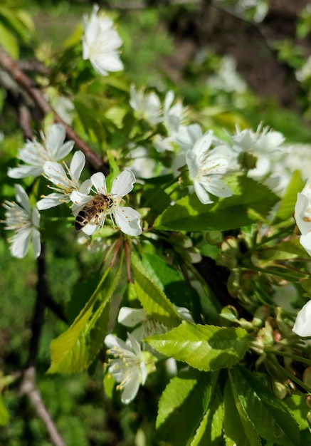 Photo abeille sur une fleur d'arbre fruitier blanc dans le jardin