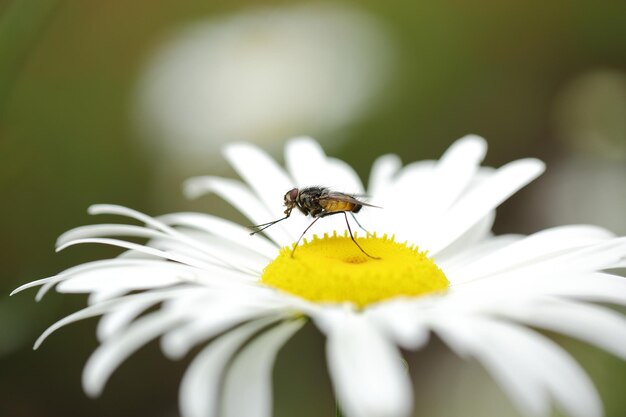 Abeille sur une fleur blanche