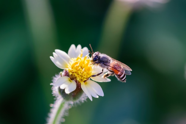 Abeille sur la fleur blanche