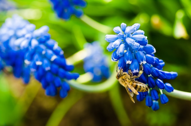 Abeille sur une fleur bleue