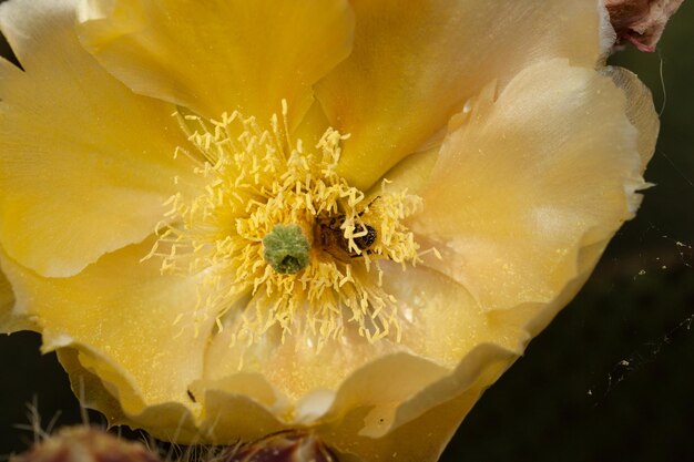 Une abeille sur une fleur de cactus jaune
