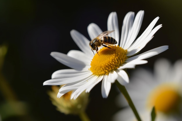 Une abeille sur une fleur avec un centre jaune