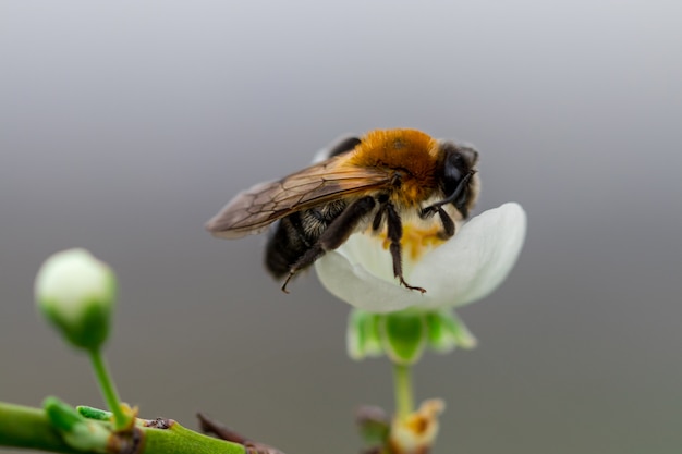 Abeille sur une fleur de cerisier blanc