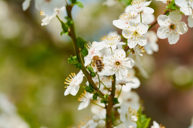 Abeille sur fleur de cerisier