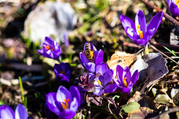 Une abeille sur une fleur de crocus violet