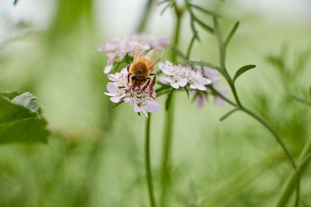 Une abeille sur une fleur dans un champ