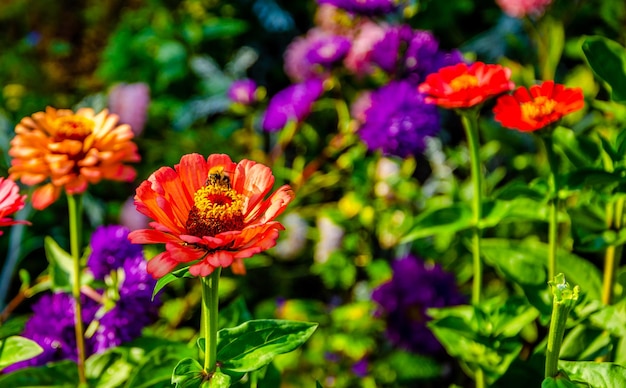 Une abeille sur une fleur dans un jardin