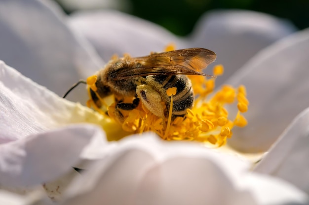 Abeille sur une fleur d'églantier