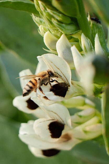 Une abeille sur une fleur avec une fleur blanche