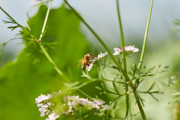 Une abeille sur une fleur avec un fond vert