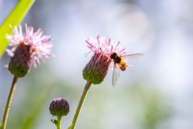 Abeille et fleur Gros plan d'une grande abeille rayée recueille du miel sur une fleur jaune lors d'une journée ensoleillée Macro photographie horizontale Arrière-plans d'été et de printemps