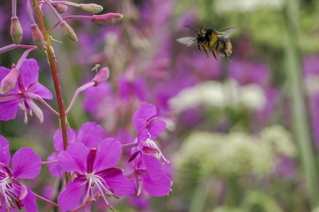 Abeille et fleur. Gros plan d'une grande abeille rayée recueille le pollen d'une fleur sur fond vert.