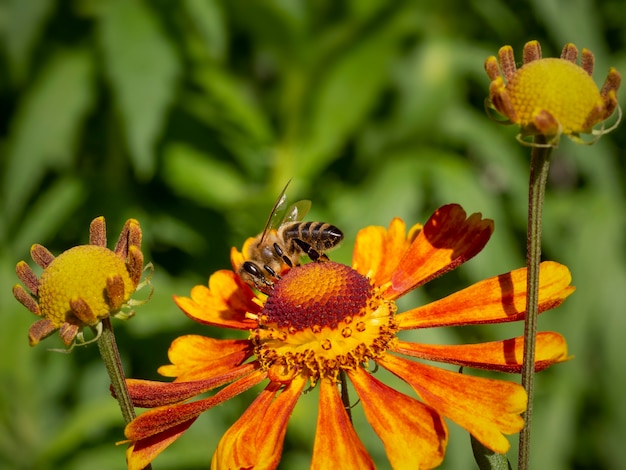 Une abeille sur une fleur d'hélénium orange recueille le nectar.