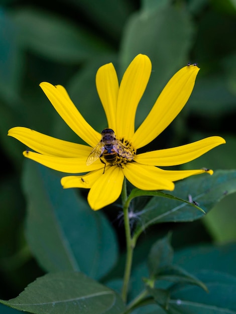 Une abeille sur une fleur jaune en gros plan mise au point sélective de la macro photographie