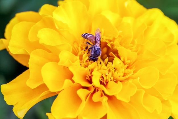 Abeille sur fleur jaune, pétales en plusieurs couches