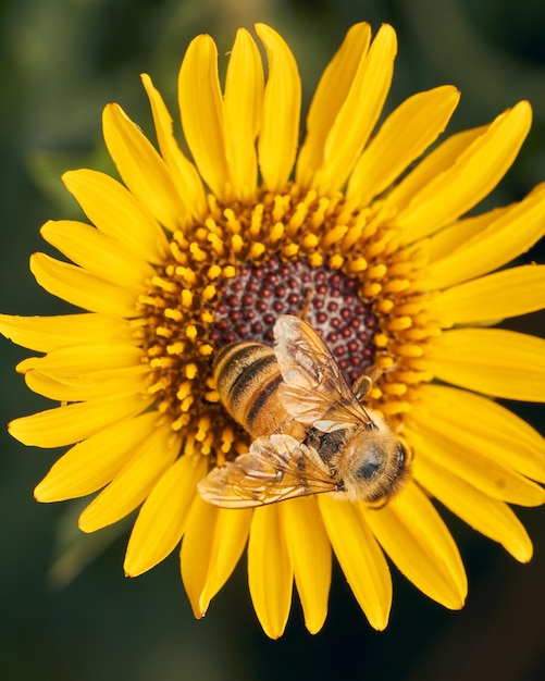 une abeille sur une fleur jaune vue aérienne