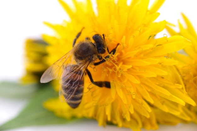 Abeille et fleur jaune