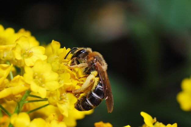 Abeille sur fleur jaune