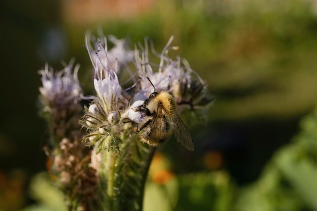 Abeille sur une fleur de lilas