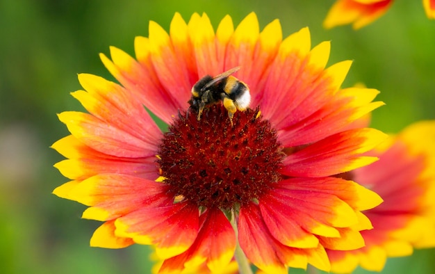 Une abeille sur une fleur Macro photo d'un insecte