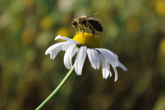 Abeille sur une fleur de marguerite se bouchent. macro photographie