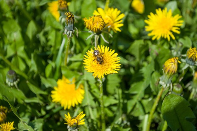 Photo une abeille sur une fleur de pissenlit dans un champ