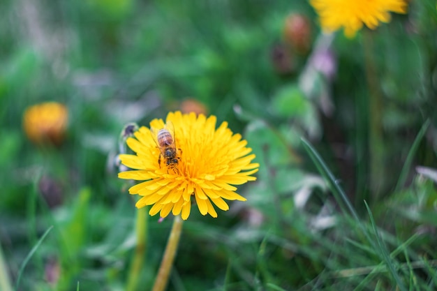 Abeille sur une fleur de pissenlit jaune gros plan