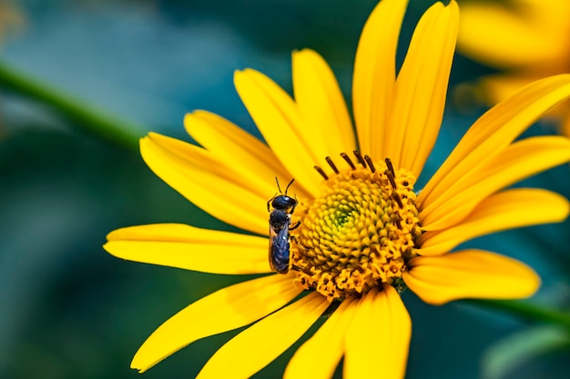 Une abeille sur une fleur Pollination d'une abeille de fleur pollinisant une fleur
