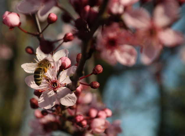 Une abeille en fleur de prune