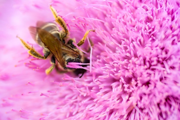 Une abeille sur une fleur rose avec une abeille dessus