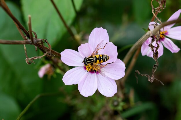 Abeille sur une fleur rose gros plan