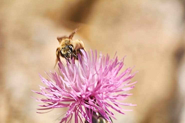 Photo une abeille sur une fleur rose mangeant du pollen des détails de la photographie macro colorés